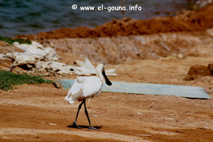 El Gouna Fishfarm 3649